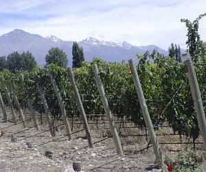 Benvenuto de la Serna