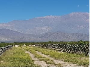 Selada Wines